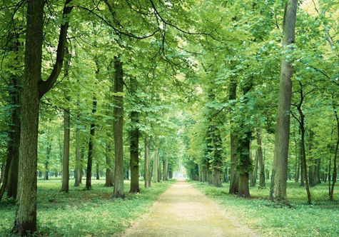 仟億達(dá)碳交易，讓林農(nóng)愛上植樹“賣空氣”